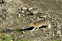 Snowshoe hare.