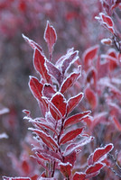 Frost on Red Leaves