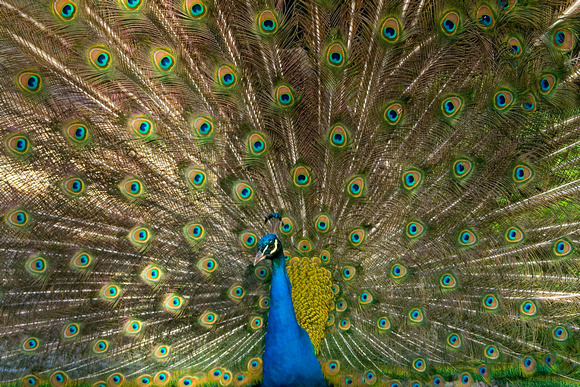 Peacock in the royal gardens.