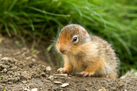 Baby Columbia Ground Squirrel.