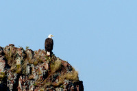 Bald eagle.