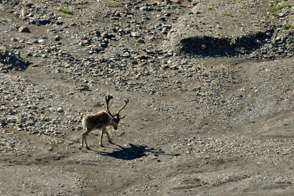 A caribou and his shadow.
