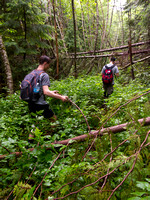 Wading through the thick underbush. Soaked in no time.