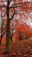 Fall on the UBC Hospital grounds.