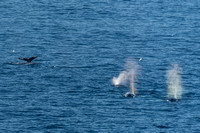 Humpback whales.