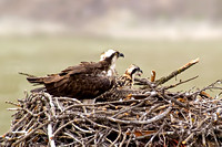 Female osprey with chick.