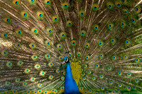 Peacock in the royal gardens.