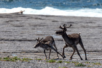 Caribou.