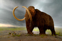 Wooly mammoth.