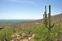 Saguaro National Monument.