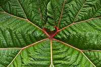 Giant leaves.